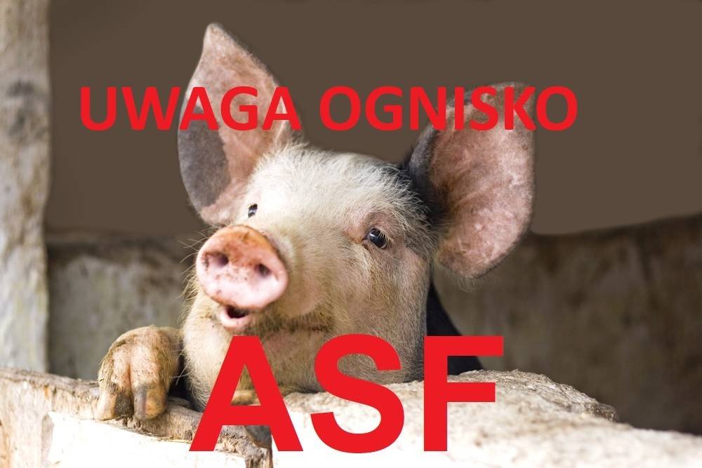 Obraz !!! Ognisko ASF !!!