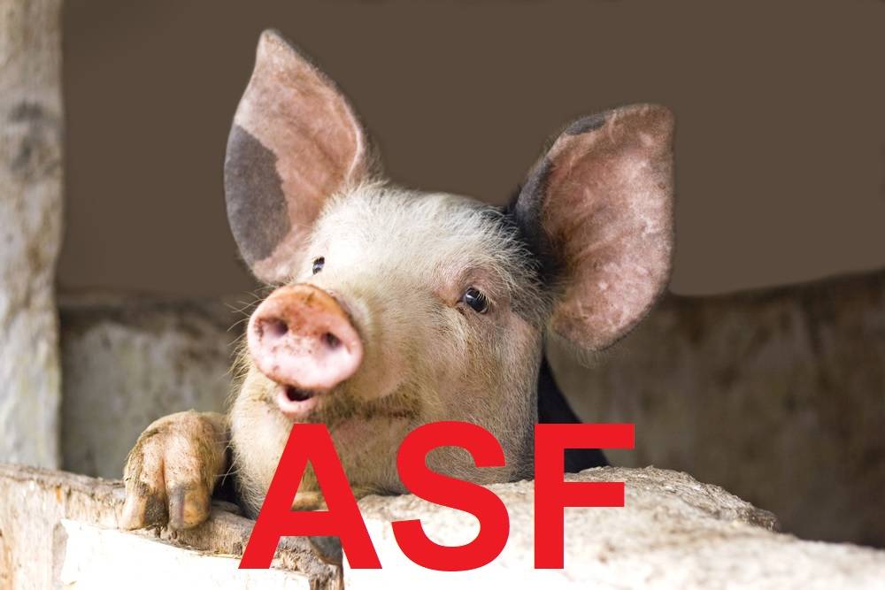 Obraz WAŻNY KOMUNIKAT DOTYCZĄCY PRZEMIESZCZEŃ TRZODY CHLEWNEJ!